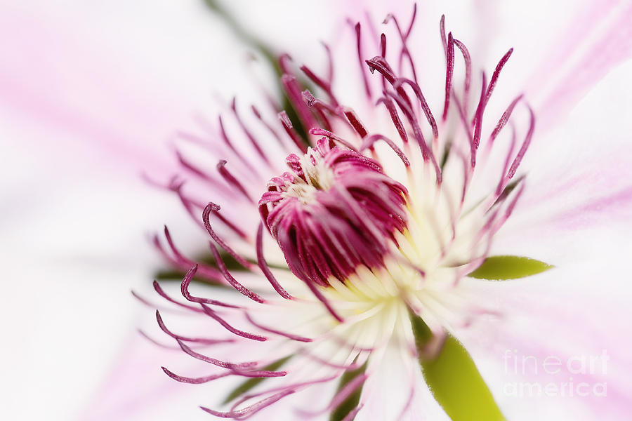 Flower Photograph - Pink Clematis Close Up - Dreamy by Natalie Kinnear