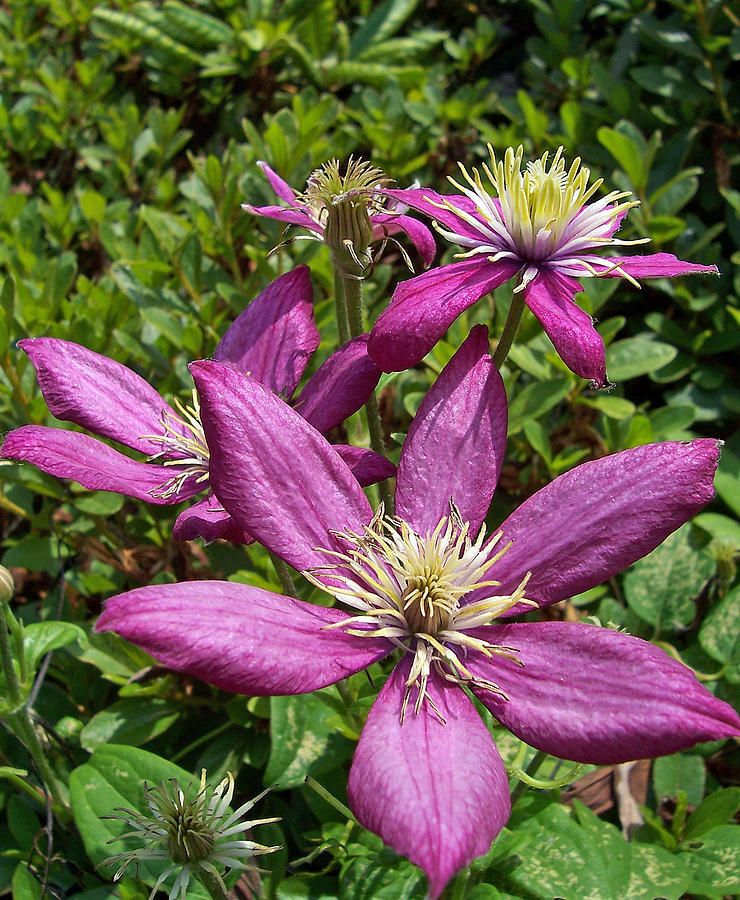 Pink Clematis Photograph by Ellen Tully