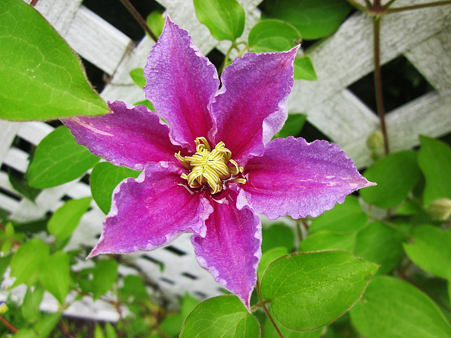 Pink Clematis Flower Photograph by MTBobbins Photography Fine Art America