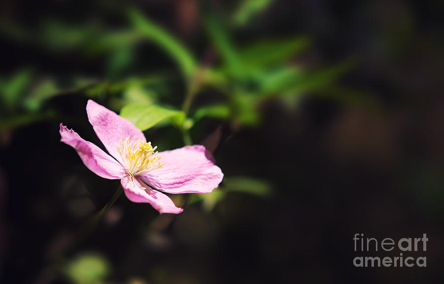 Pink clematis in sunlight Photograph by Jane Rix