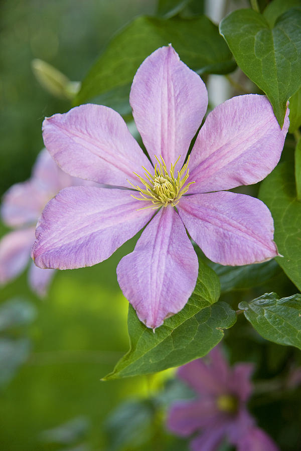 Pink Clematis Photograph by Morris McClung