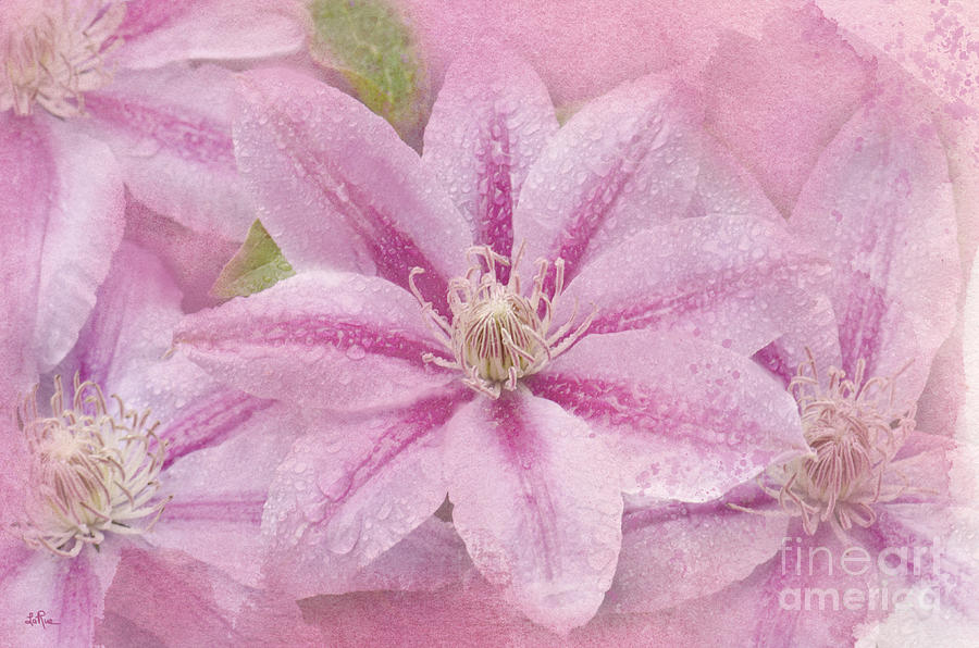 Pink Clematis Profusion Photograph by Betty LaRue