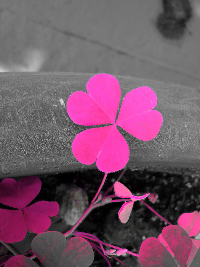 Pink Clover Hearts Photograph by Culture Cruxxx