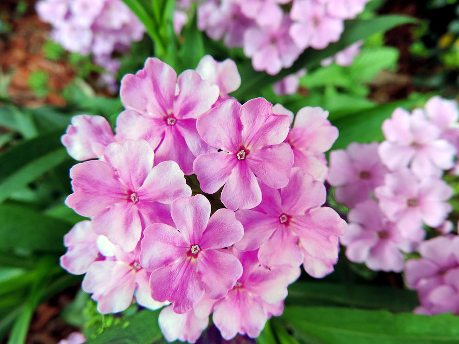 pink-cluster-of-flowers-photograph-by-cathy-jourdan