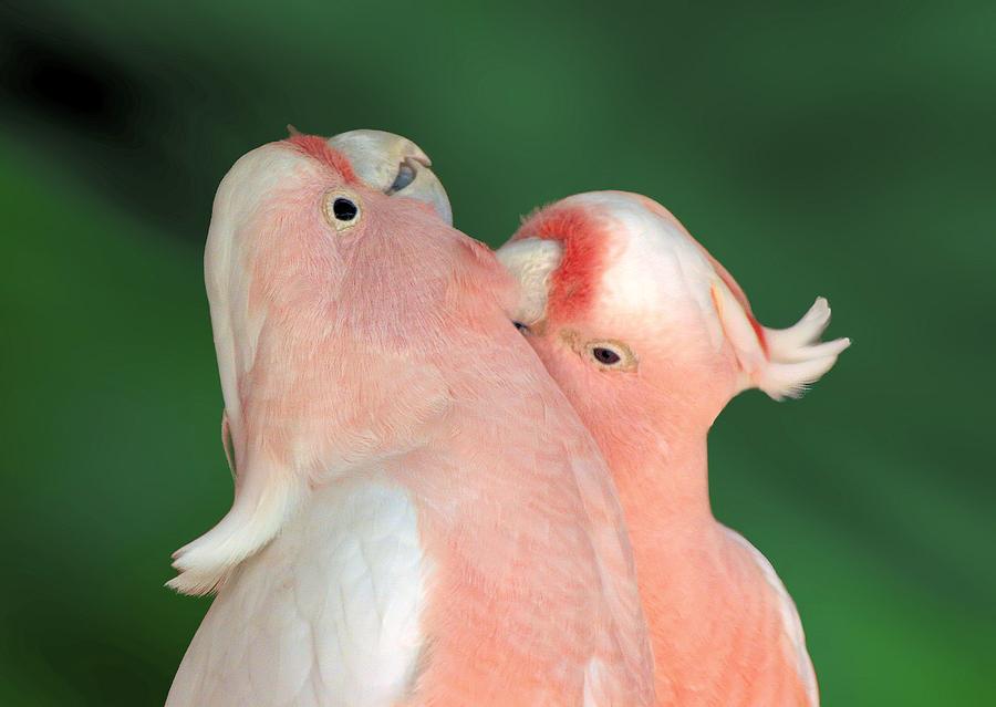 pink cockatoo pink cockatoo