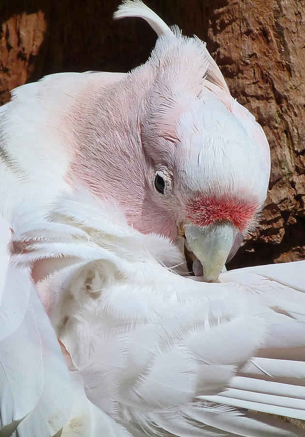 pink cockatoo species