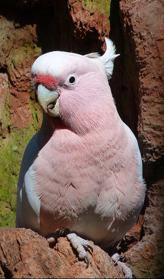Cockatoo Photograph - Pink Cockatoo Outside Tree Hollow by Margaret Saheed