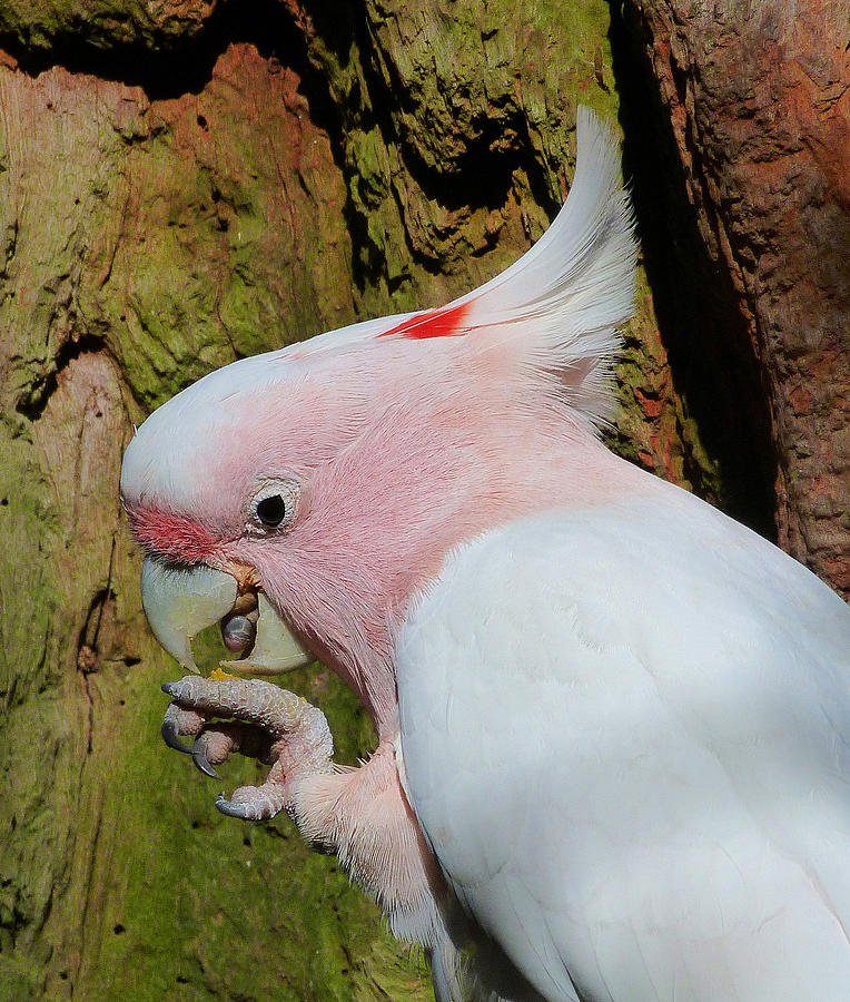 Pink Cockatoo Snack Time Photograph by Margaret Saheed