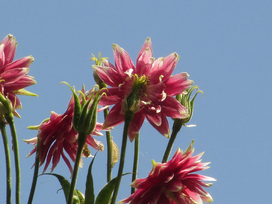 Pink Columbine Blue Sky Photograph by Alfred Ng