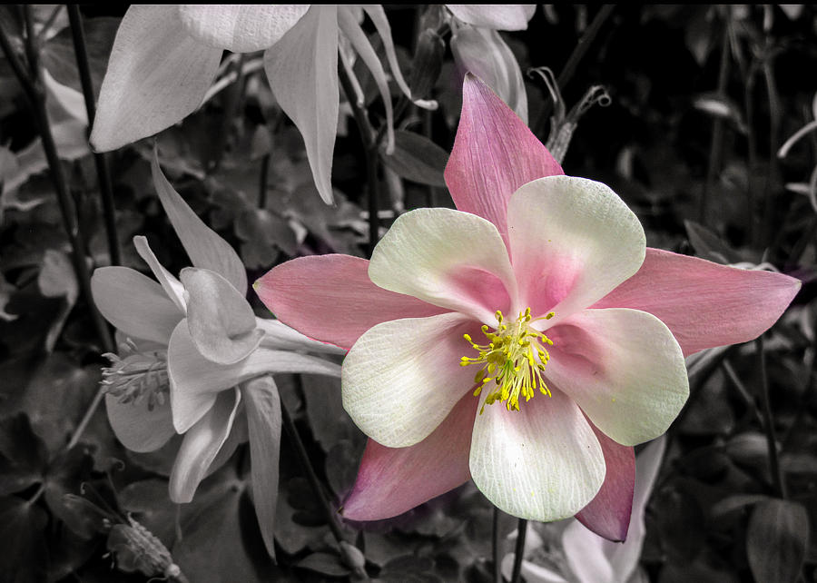 Pink Columbine on Black and White Photograph by Dawn Key