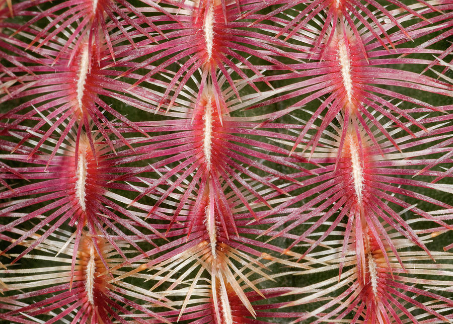 Pink Comb Cactus Photograph by Nigel Downer