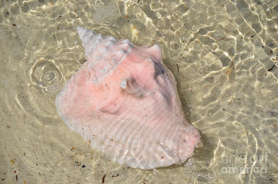 Pink Conch Photograph By Carol McGunagle Fine Art America   Pink Conch Carol Mcgunagle 