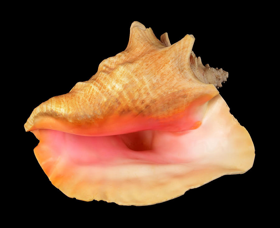 Pink Conch Sea Shell Photograph by Jim Hughes