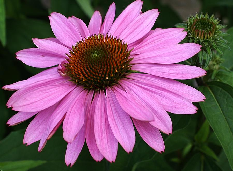 Pink Cone Flower Photograph by Bruce Bley