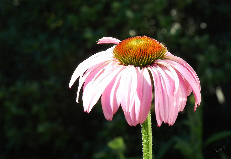 Pink Cone Flower Photograph by Bruce Carpenter