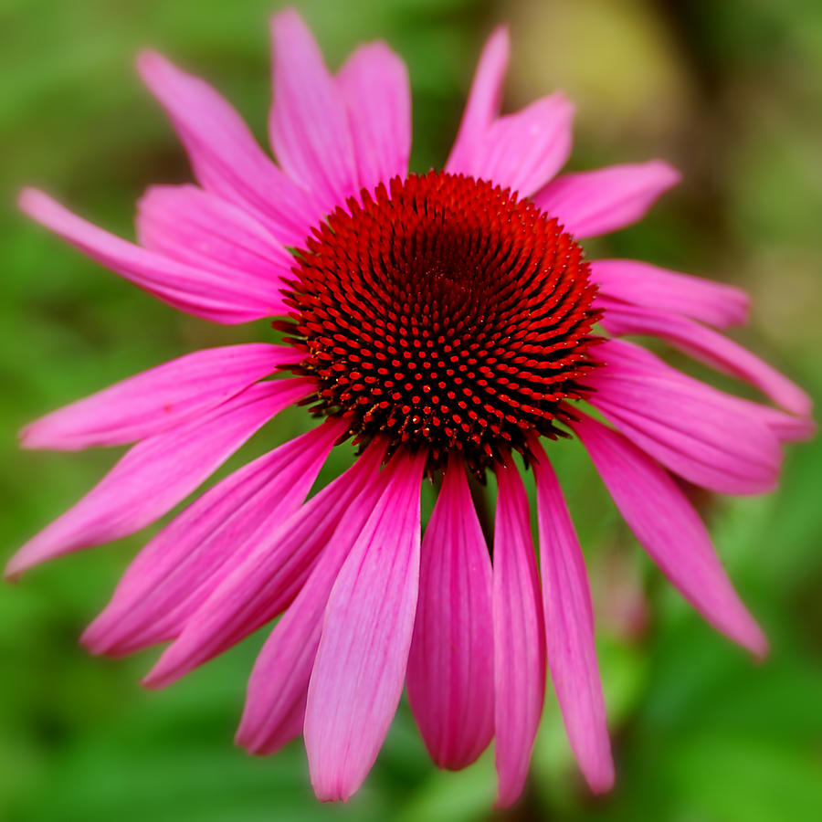 Pink Cone Flower Photograph by Joann Vitali