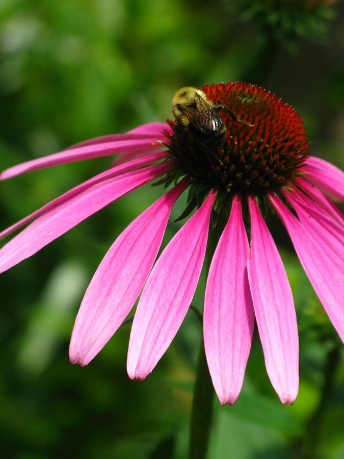 Nature Photograph - Pink Cone Flower by Laura Corebello
