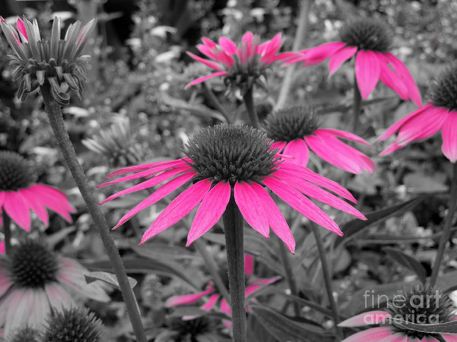 Pink Cone Flowers Photograph by Chad and Stacey Hall