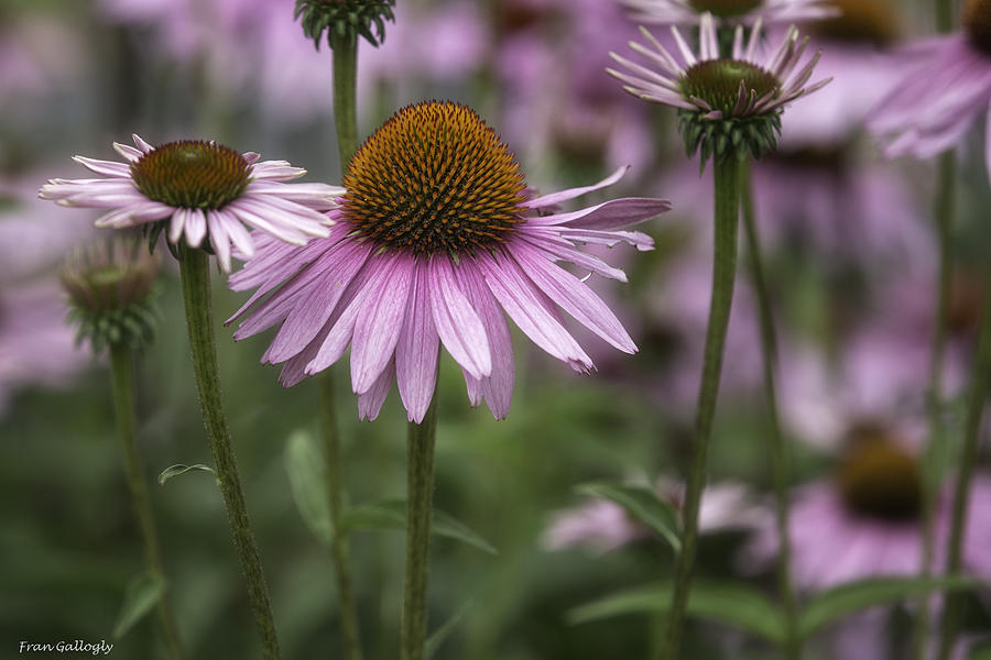 Flower Photograph - Pink Cone Flowers by Fran Gallogly