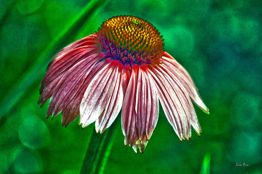 Pink Coneflower HDR Art Mixed Media by Lesa Fine