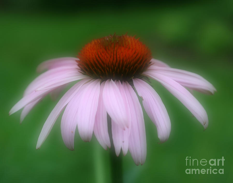 Pink Coneflower Photograph by Smilin Eyes Treasures