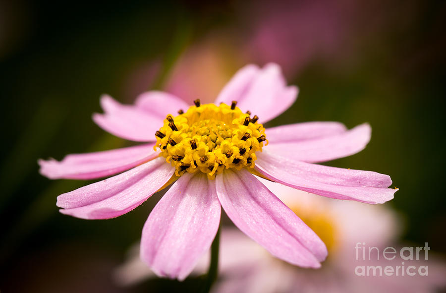 Up Movie Photograph - Pink Coneflower by Alexander Butler