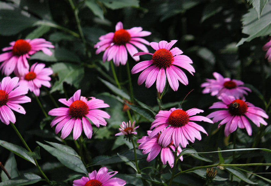 Pink Coneflowers in Pastel Photograph by Suzanne Gaff