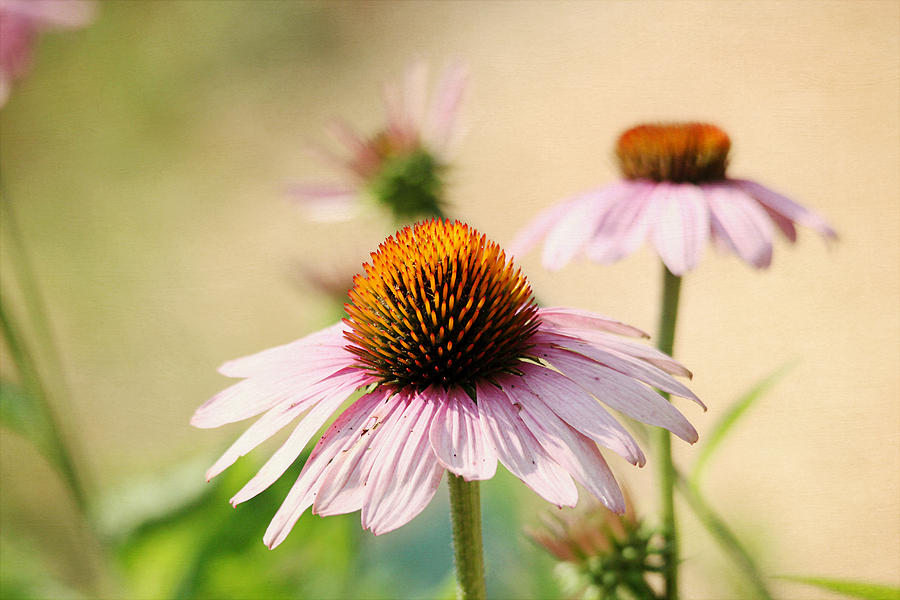 Pink Coneflowers Photograph by Trina  Ansel