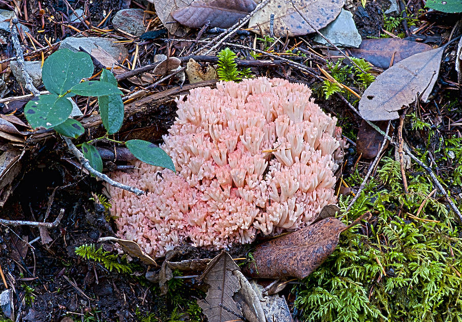 Pink Coral Photograph by Betty Depee
