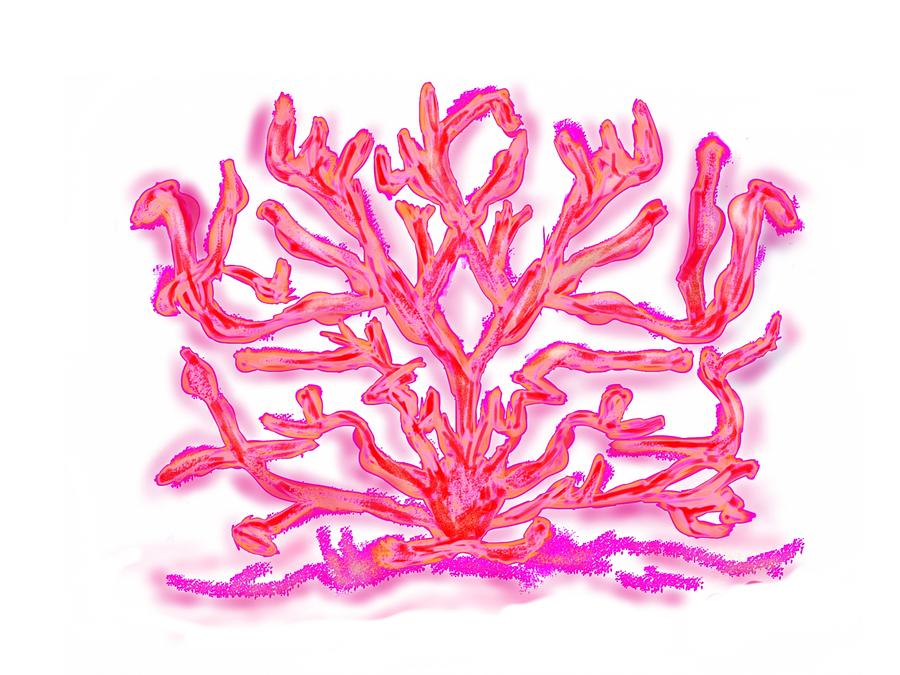 Pink Coral Digital Art by Christine Fournier