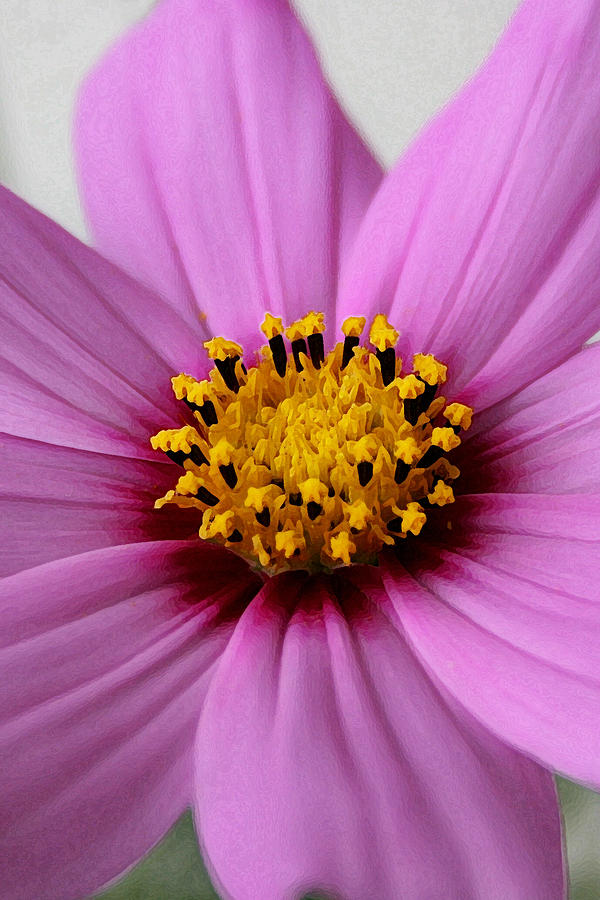 Pink Coreopsis Photograph by Susan McMenamin