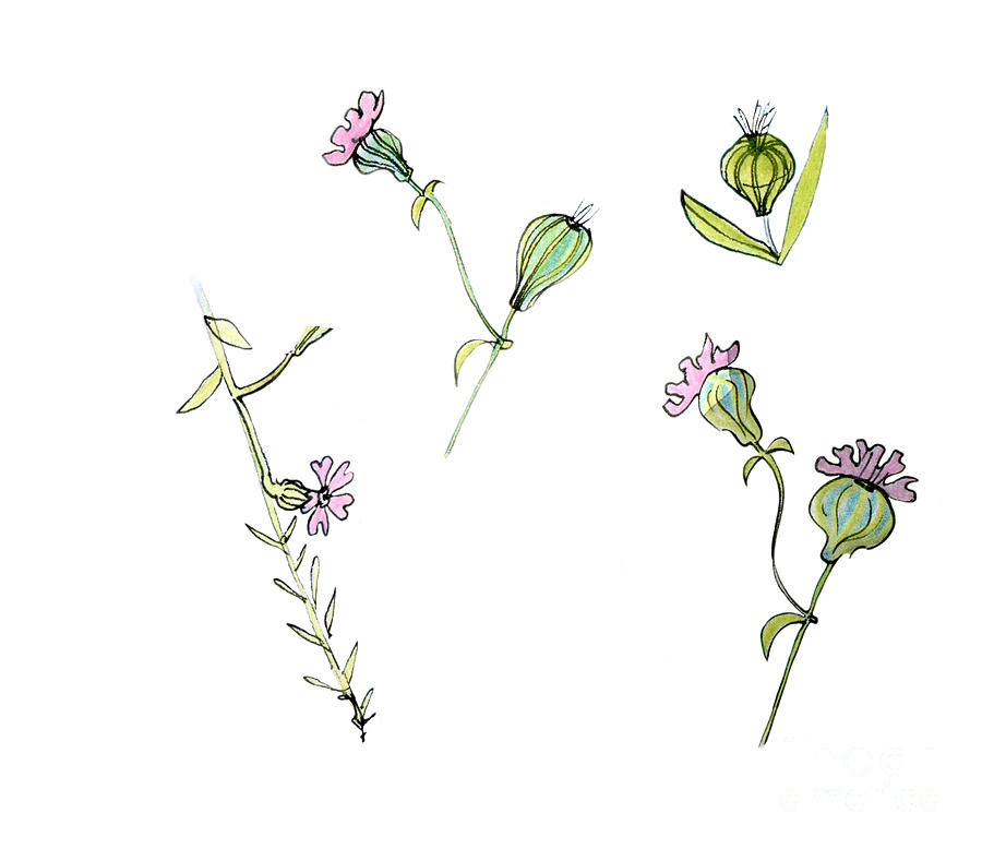 Pink Corncockle Flowers Painting