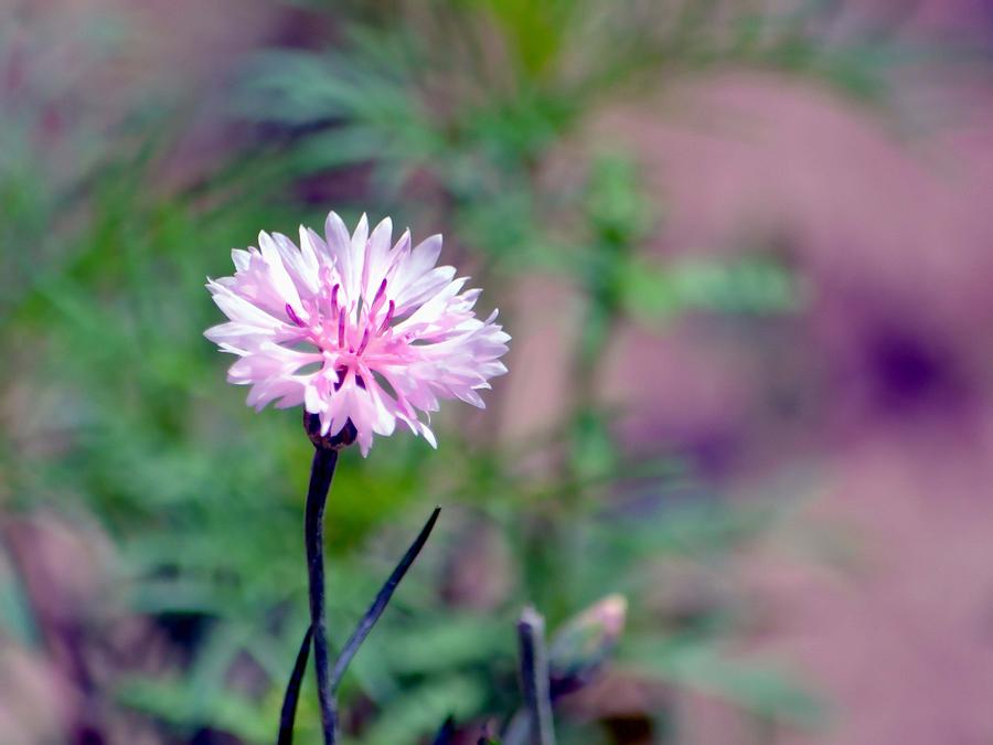 Pink Cornflower Photograph by Deena Stoddard
