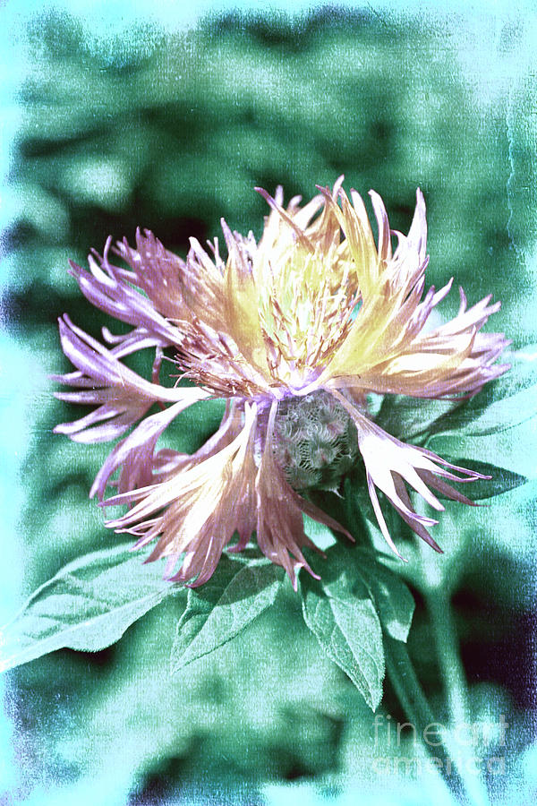 Pink cornflower Photograph by Lali Kacharava