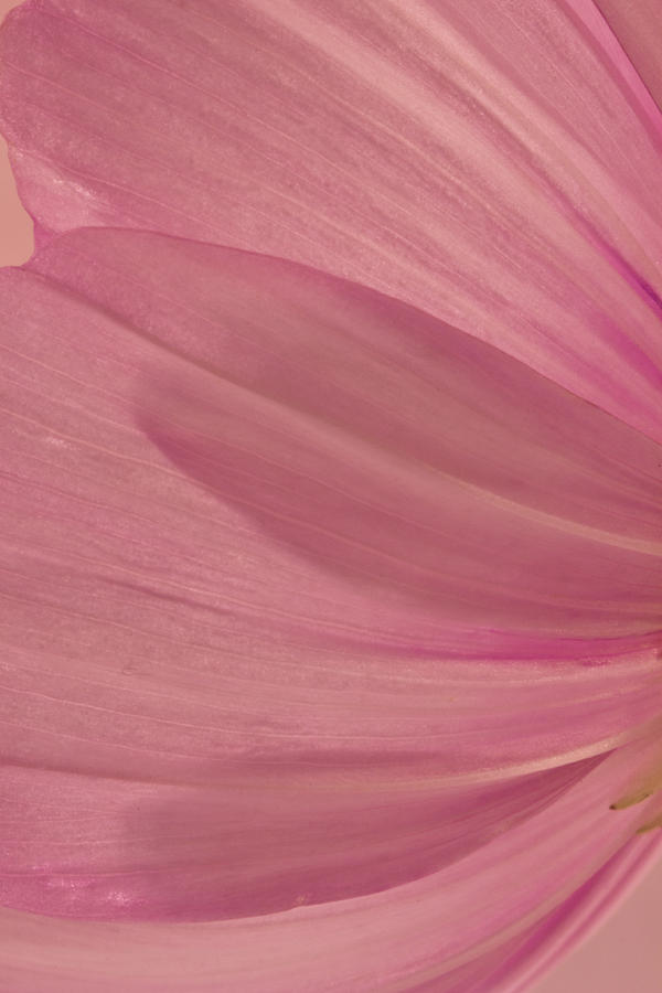 Pink Cosmo Petals Macro Photograph by Sandra Foster