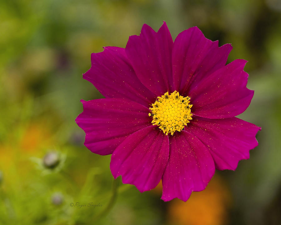Flower Photograph - Pink Cosmos 3 by Roger Snyder