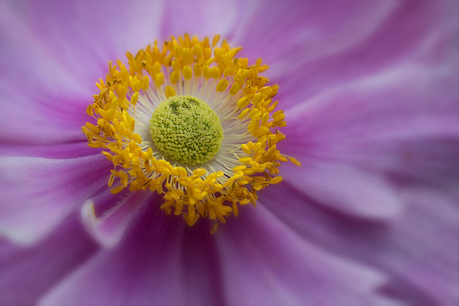 Pink Cosmos Photograph by Celine Pollard