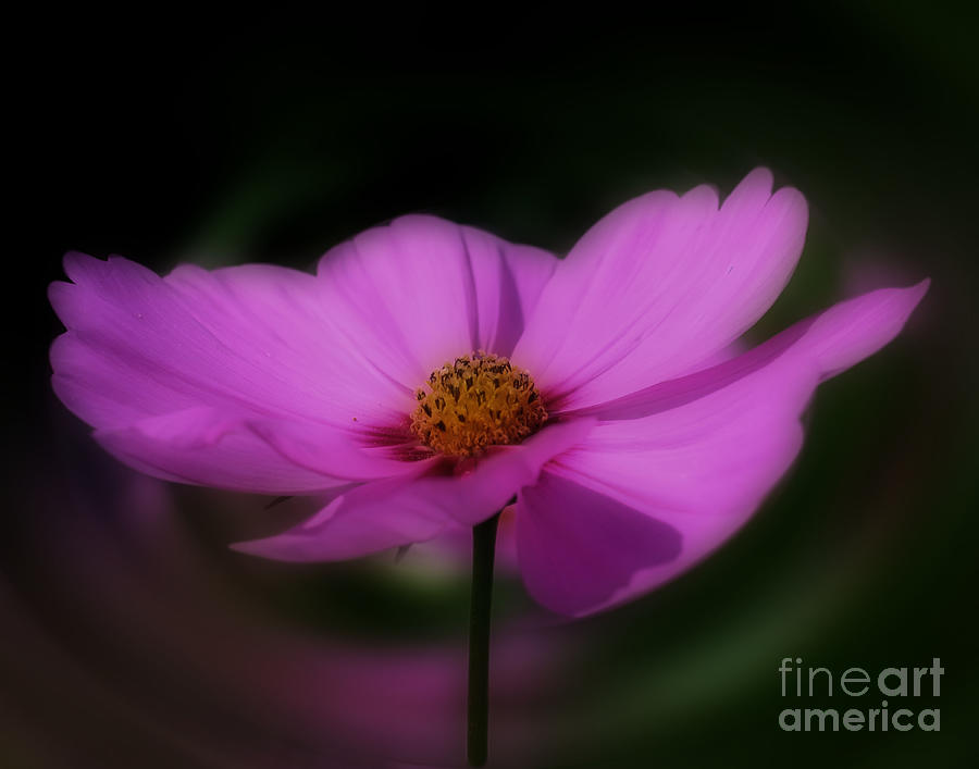Pink Cosmos Flower Fantasy Photograph by Smilin Eyes Treasures