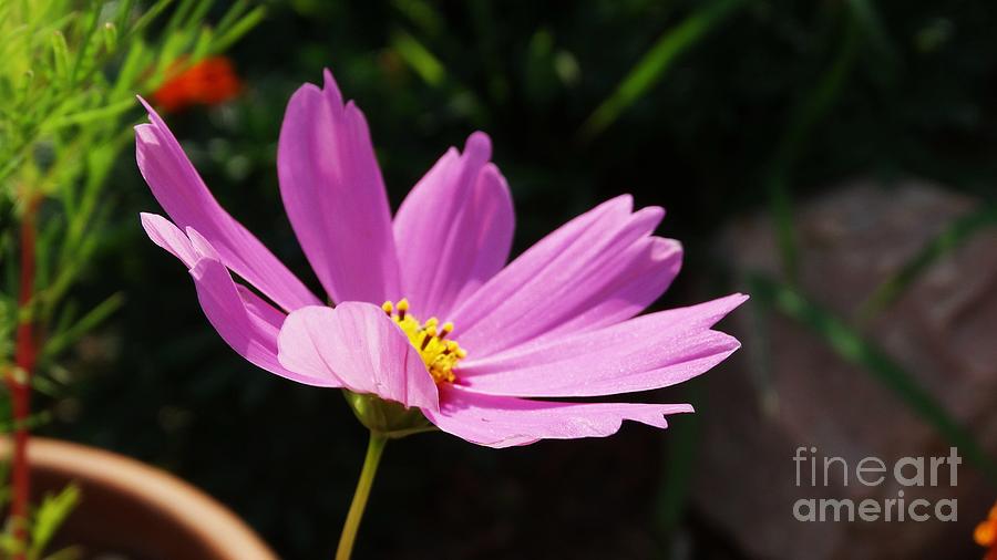 Pink Cosmos Flower Photograph by J L Zarek