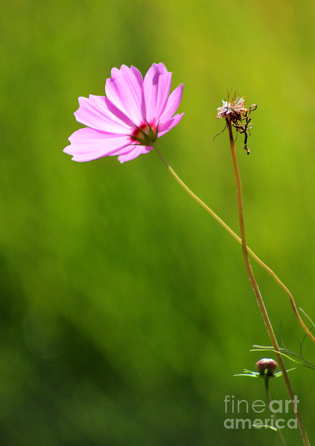 Pink Cosmos Flower Photograph by Karen Adams