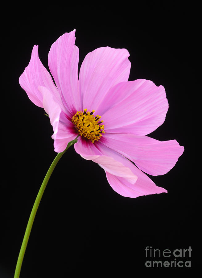 Pink cosmos flower on black background Photograph by