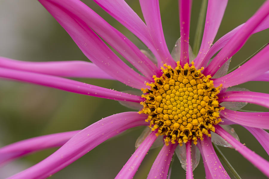 Pink Cosmos Flower Petals Photograph by Marina Kojukhova
