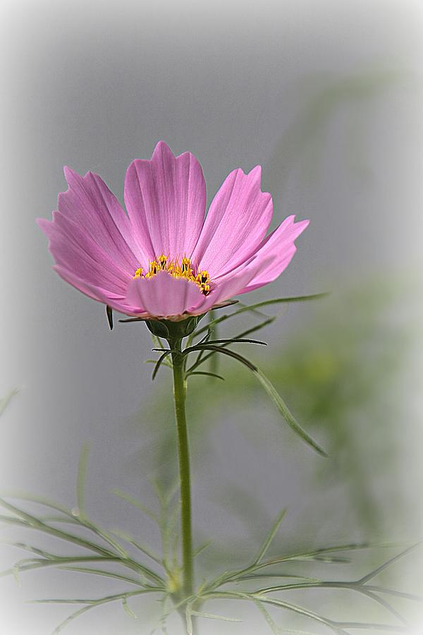Pink Cosmos Flower Photograph by Valerie Stein
