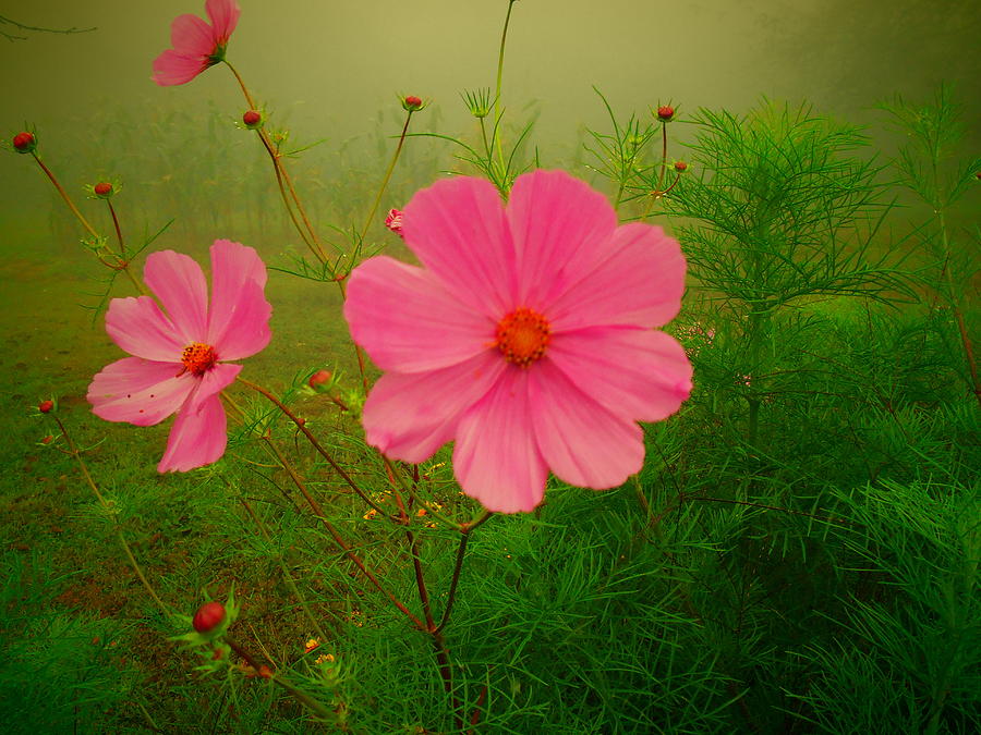 Pink Cosmos In Fog Photograph by Diannah Lynch