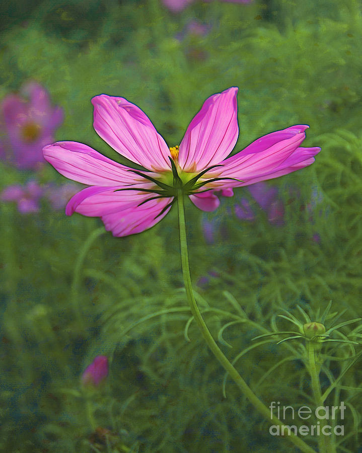 Pink Cosmos Photograph by Judi Bagwell