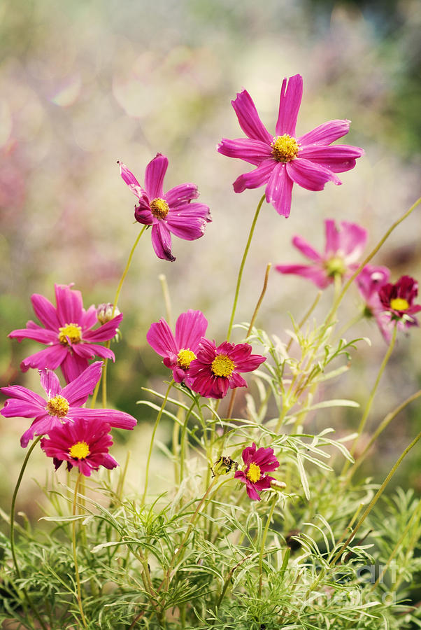 Flower Photograph - Pink Cosmos by Juli Scalzi