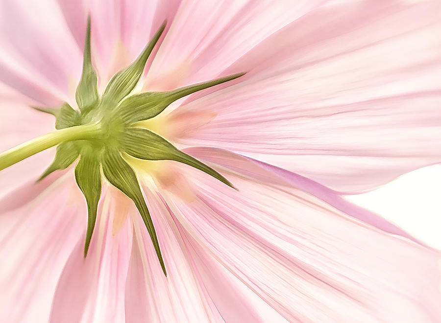 Pink Cosmos Photograph by Linda Szabo