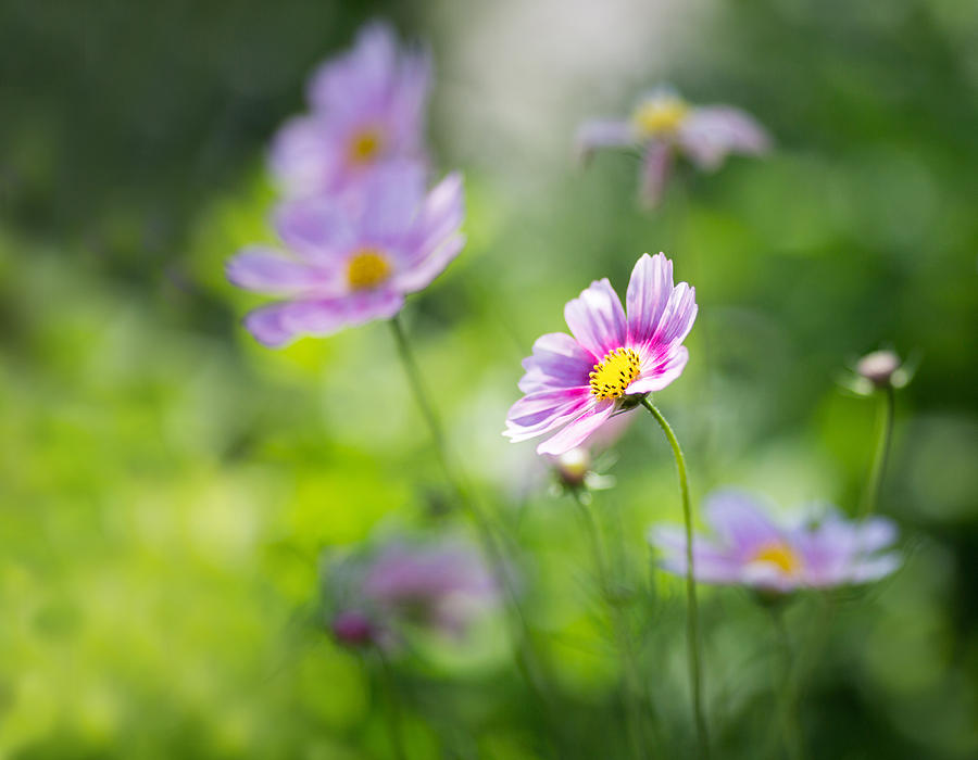 Flower Photograph - Pink Cosmos by Rebecca Cozart