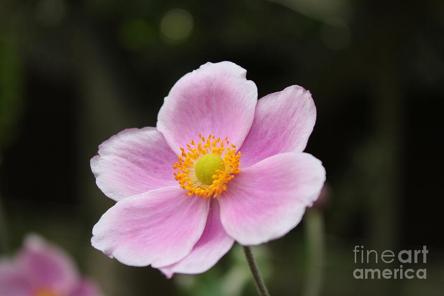 Pink Cosmos Photograph by Vicki Spindler