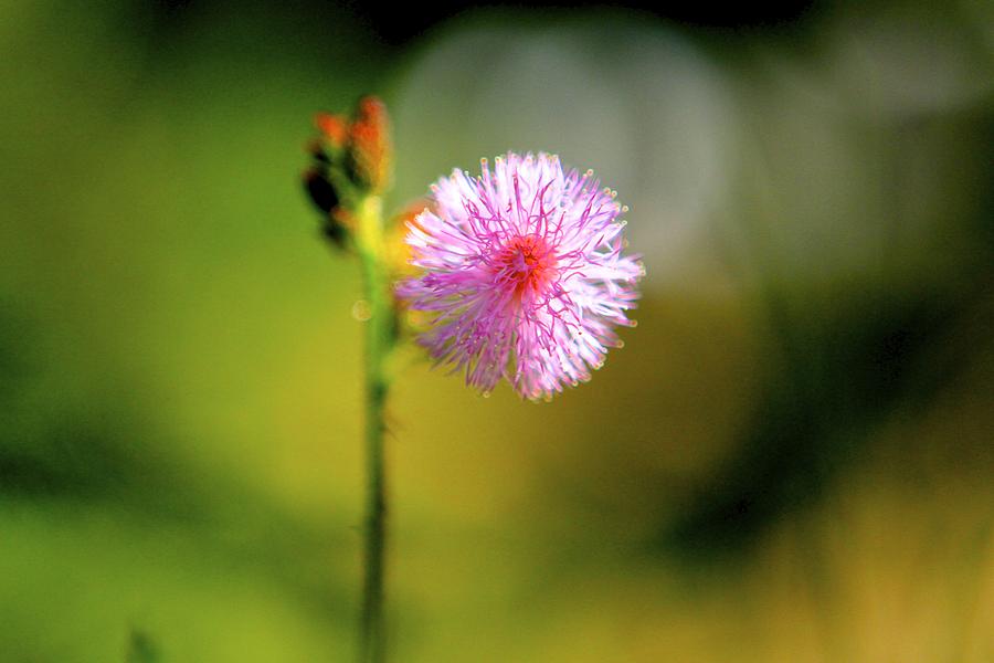 Pink Cotton Ball Photograph by Sophal Benefield - Fine Art America